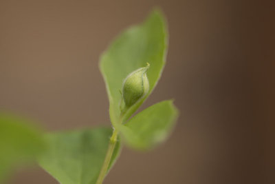 First Flower Bud