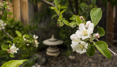 Apple Blossoms