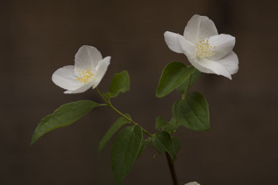 Philadelphus