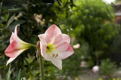 Another Amaryllis blooms