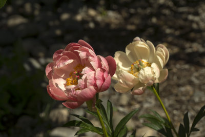 Peonies Opening for the sunlight