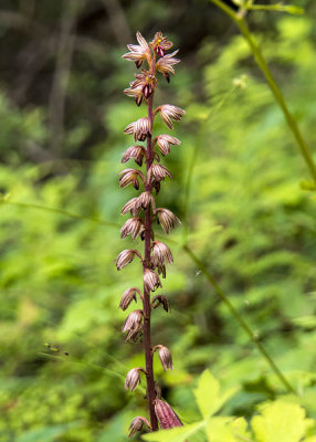 Striped Coral Root Orchid