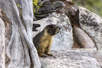 A Marmot