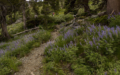 Colorful Trail