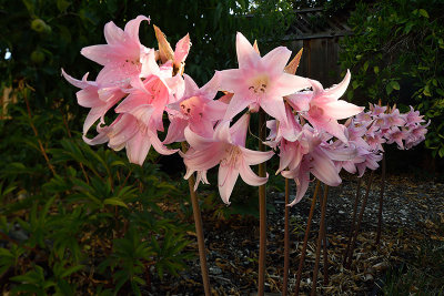 Amaryllis Belladonna Lilies