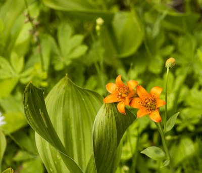 Alpine Lily