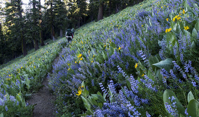 Lupine and Mule Ears