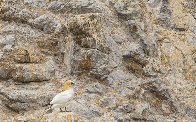 The Lonely Northern Gannet