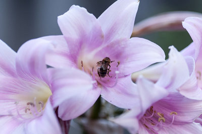 Pollinator