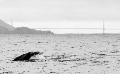 Humpback Wave outside the Golden Gate Bridge