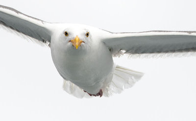 Close Gull