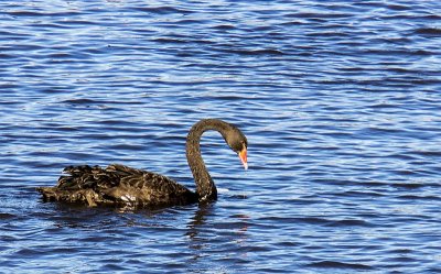 The Black Swan