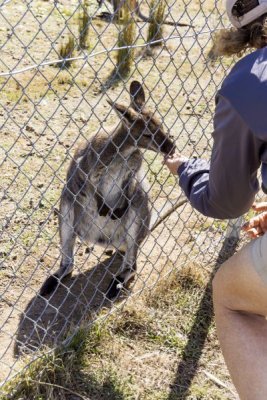 Feeding a Wallaby