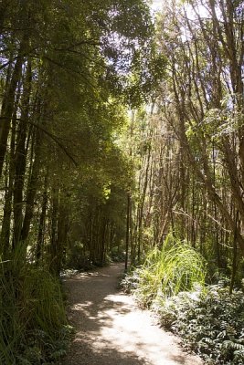 Trail to Nelson Falls