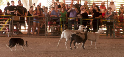 Sheep Dog Trials