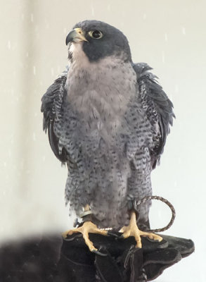 Peregrine Falcon