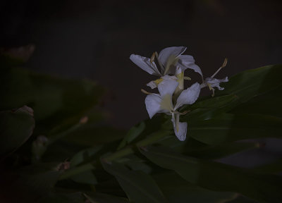 Butterfly Ginger under the Hunters Moon Light