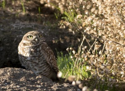A Burrowed Owl