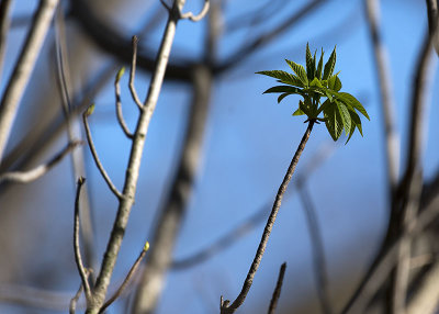 Sprouting Greens