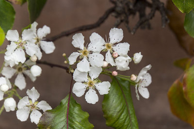 Pear Flowers