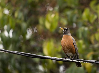 American Robin