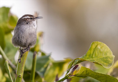 Bewick's Wren