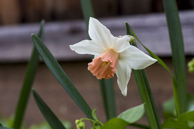 Lonely Daffodil