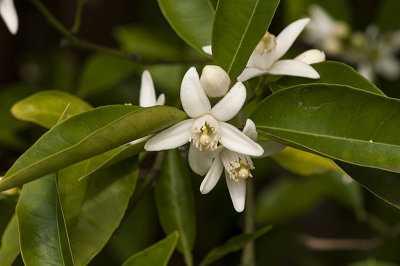 Orange blooms