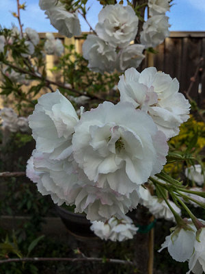 Cherry Blossoms