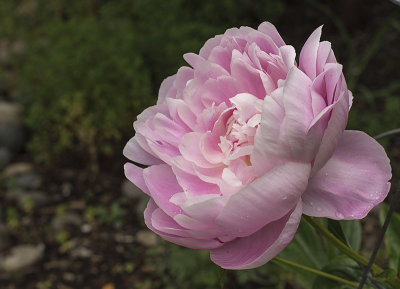 Peony