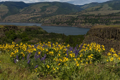 Wildflowers at the Tom McCall Preserve