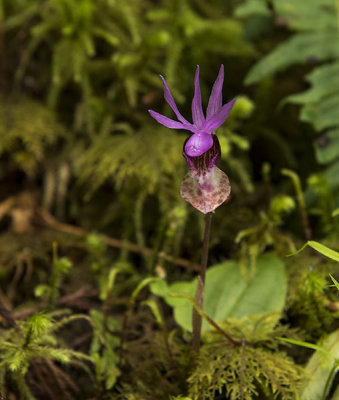 Tiny wild orchid