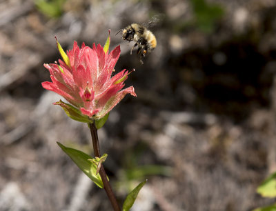 Bee visiting the Indian Paintbrush