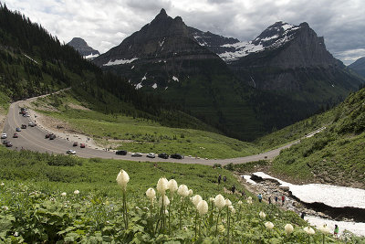 Bear Grass