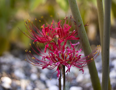 Red Spider Lily