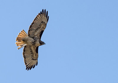 Red Tailed Hawk