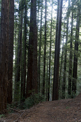 Hike through the Redwoods