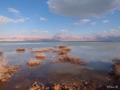 Grows in the Dead Sea