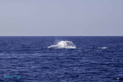 Whales Behaving Badly
