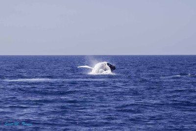 Whales Behaving Badly