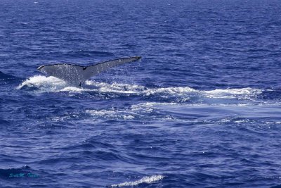 Whales Behaving Badly