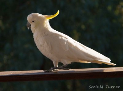 Cockatoos