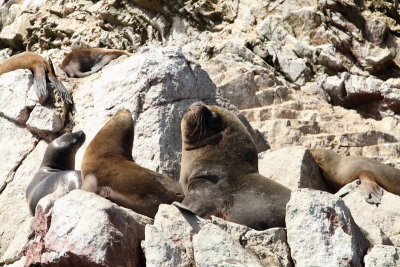 Lions de mer