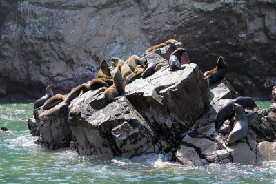 Colonie de phoques et lions de mer