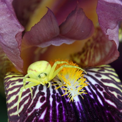 Thomise sur iris