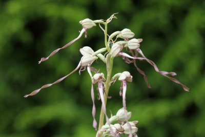 Orchid Himantoglossum