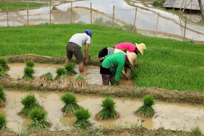 Plant de riz