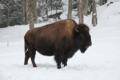 Bison