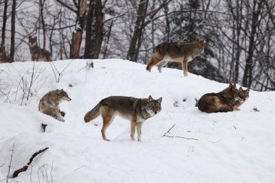 Coyotes