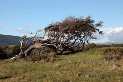 Arbre couch par le vent